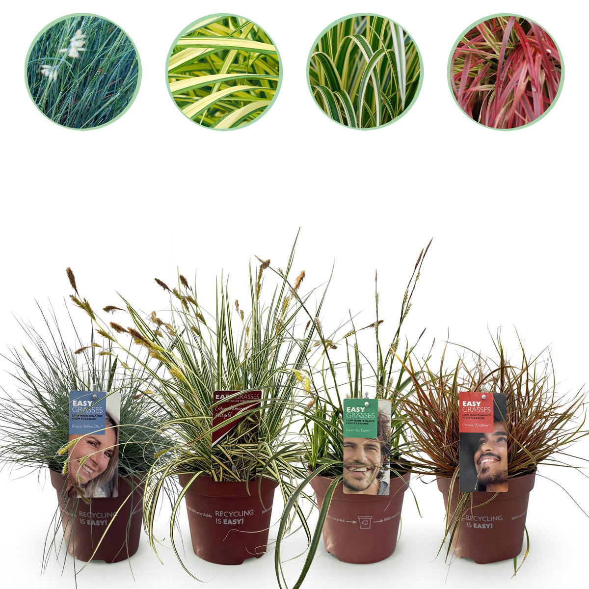4x Festuca glauca Intense Blue, detail van het blad