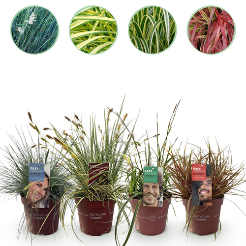 4x Festuca glauca Intense Blue, detail van het blad
