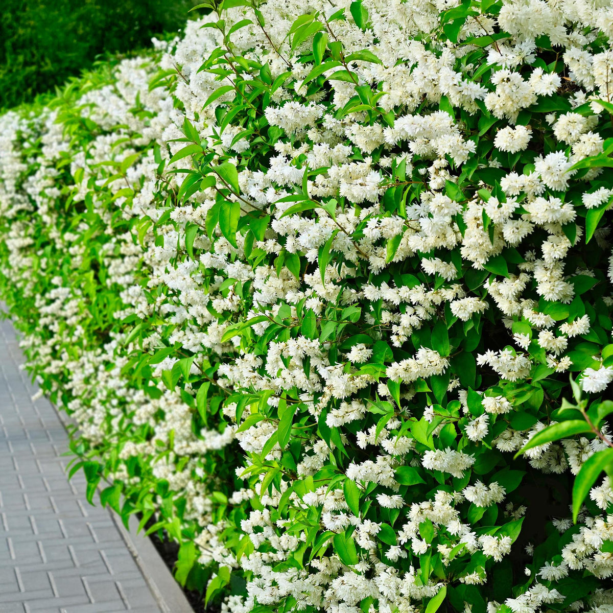 Philadelphus Snowbelle, groene bladeren