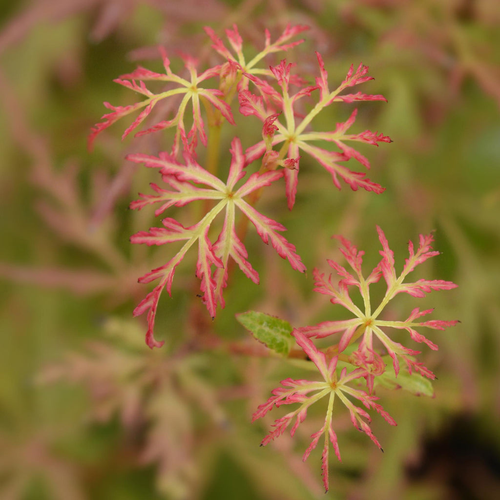 Acer palmatum Seiryu, groeiwijze van de plant