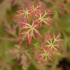 Acer palmatum Seiryu, groeiwijze van de plant
