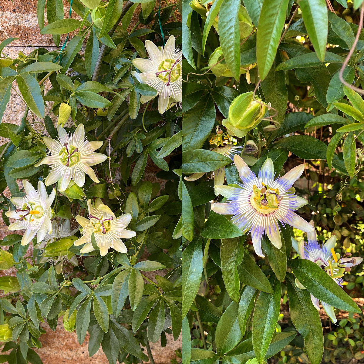 Passiflora Tricolour, groeiwijze van de plant