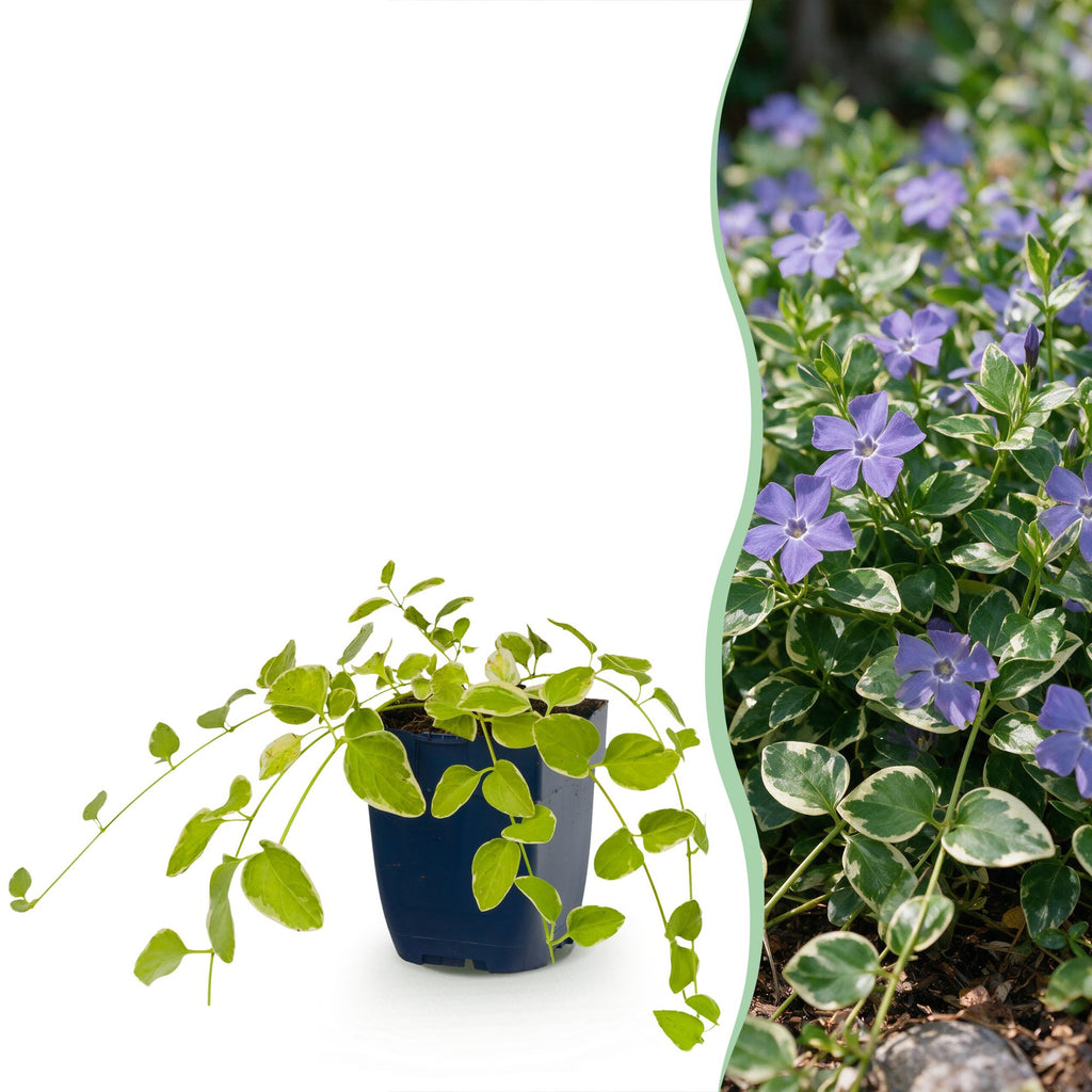 Vinca major 'Variegata' - bonte grote maagdenpalm, geschikte tuinplant