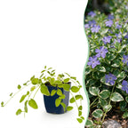 Vinca major 'Variegata' - bonte grote maagdenpalm, geschikte tuinplant