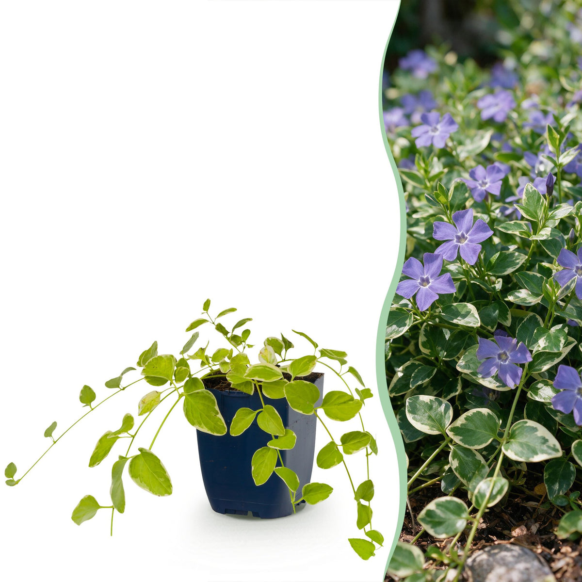 Vinca major 'Variegata' - bonte grote maagdenpalm, geschikte tuinplant