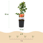 Rosa Orange Climber, detail van het blad