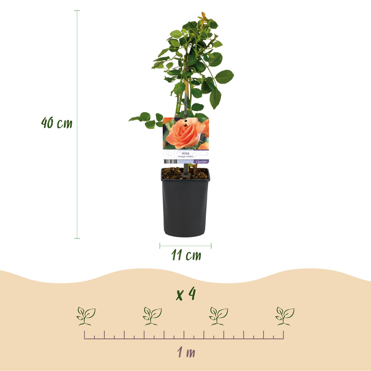 Rosa Orange Climber, detail van het blad