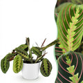 Maranta Fascinator Tricolour met witte pot, geschikte tuinplant