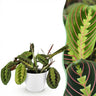Maranta Fascinator Tricolour met witte pot