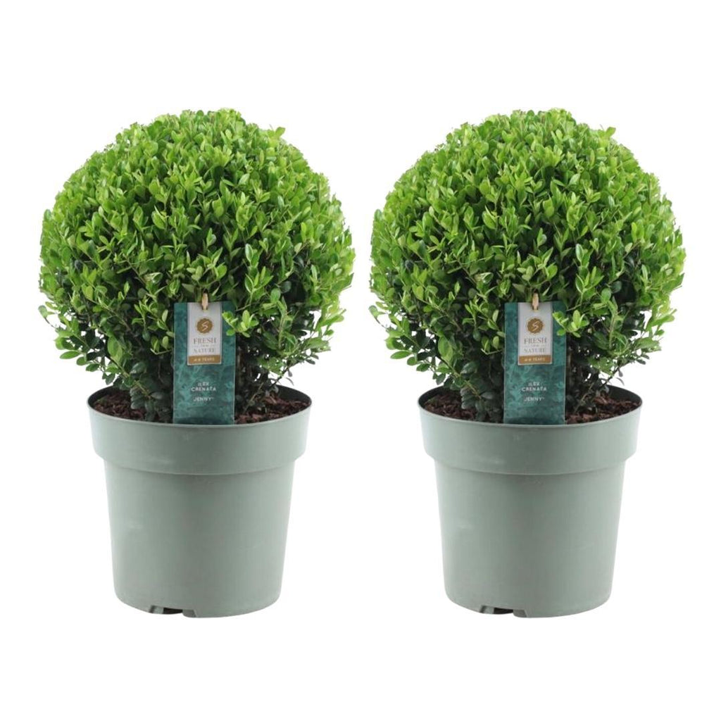 2x Ilex crenata 'Jenny' bol XL | set van 2 stuks, kenmerkend blad