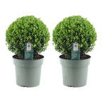 2x Ilex crenata 'Jenny' bol XL | set van 2 stuks, kenmerkend blad