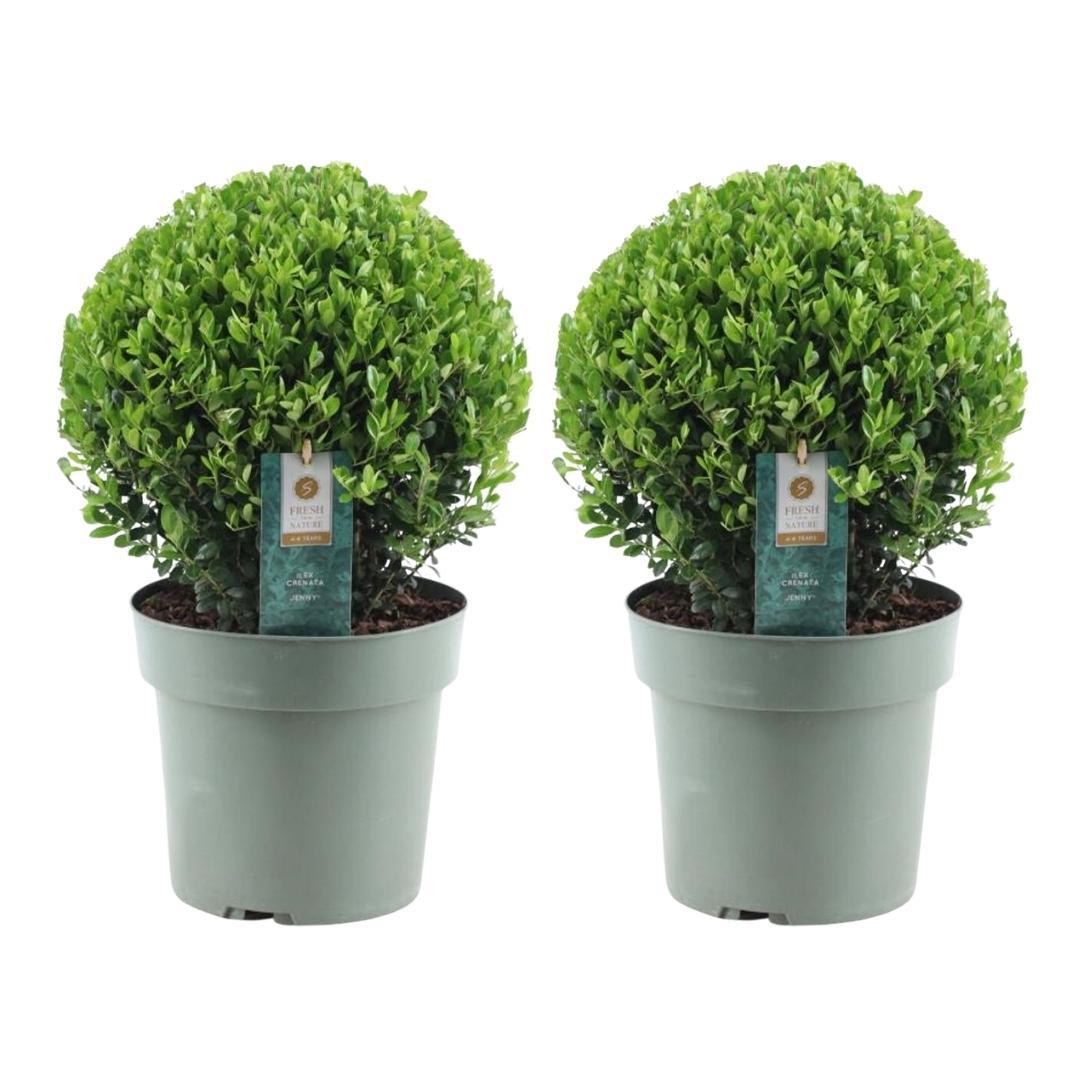 2x Ilex crenata 'Jenny' bol XL | set van 2 stuks, kenmerkend blad