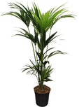Howea Forsteriana (Kentia) 5 Pit 120, plant in pot