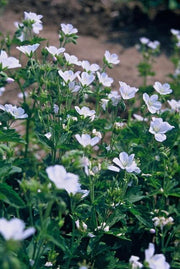 Geranium sang. &