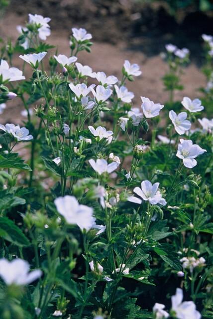 Geranium sang. 'Album', detail van het blad