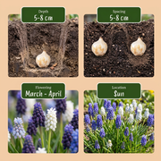 Druifje Muscari Magic mix bloembollen, foto 4