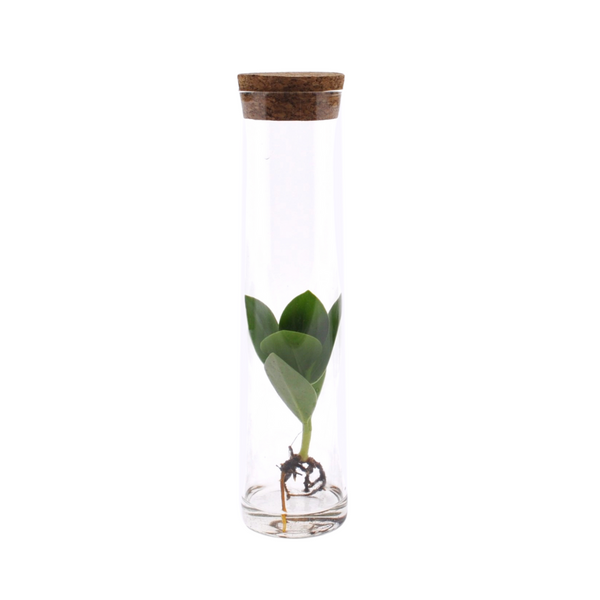 Clusia in Tube Glas