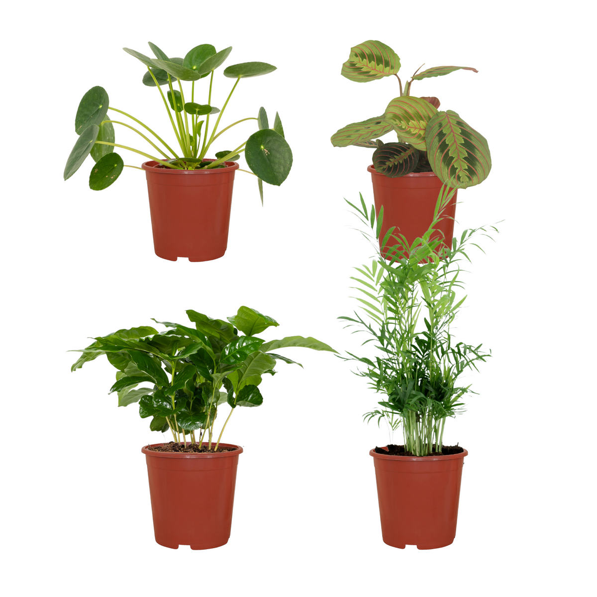 Detailfoto van Diervriendelijke plantenbox - 4 stuks