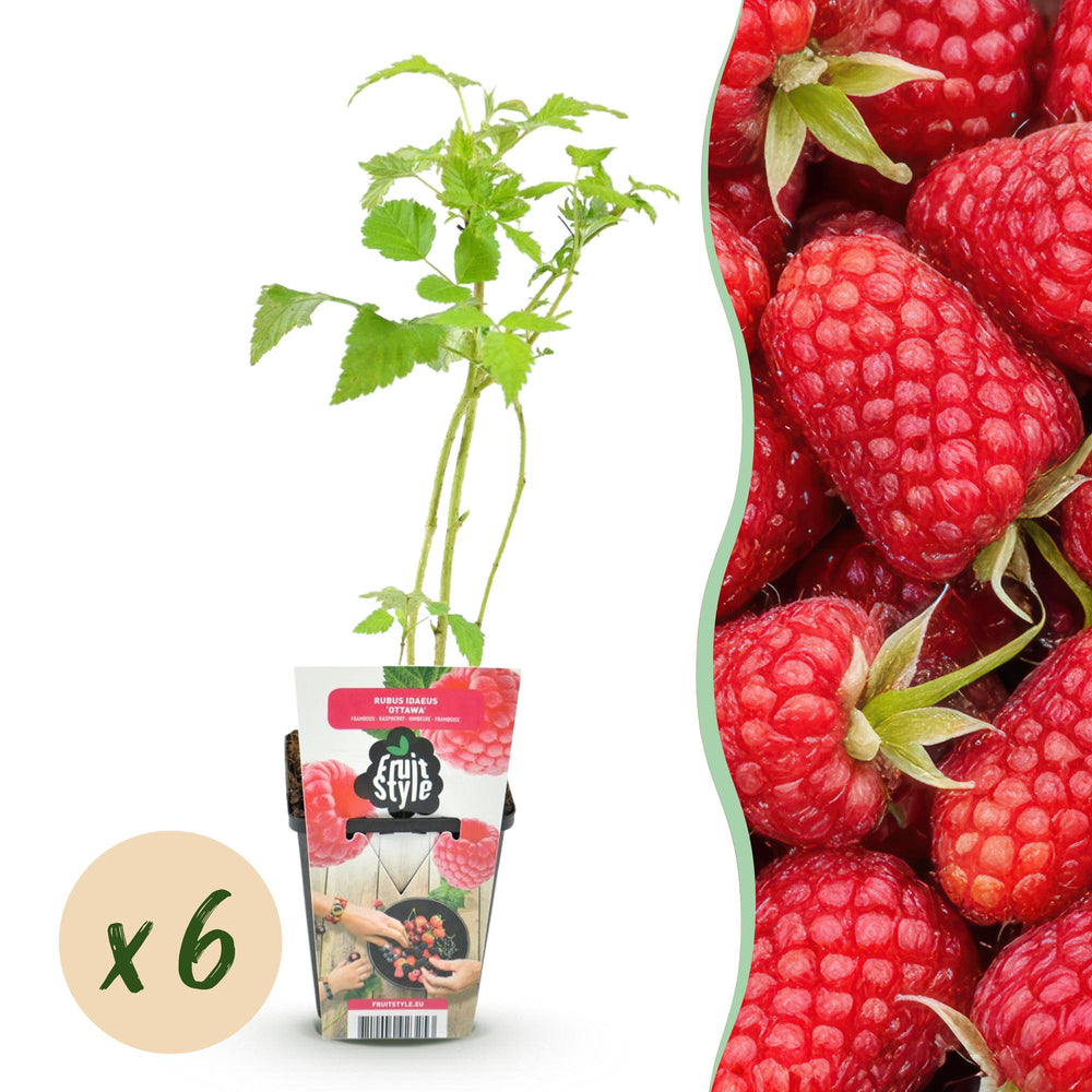 Fruitbomen.net - Bladeren van de roodbladige perzik 'Rubira'. Meer info: uitbomen