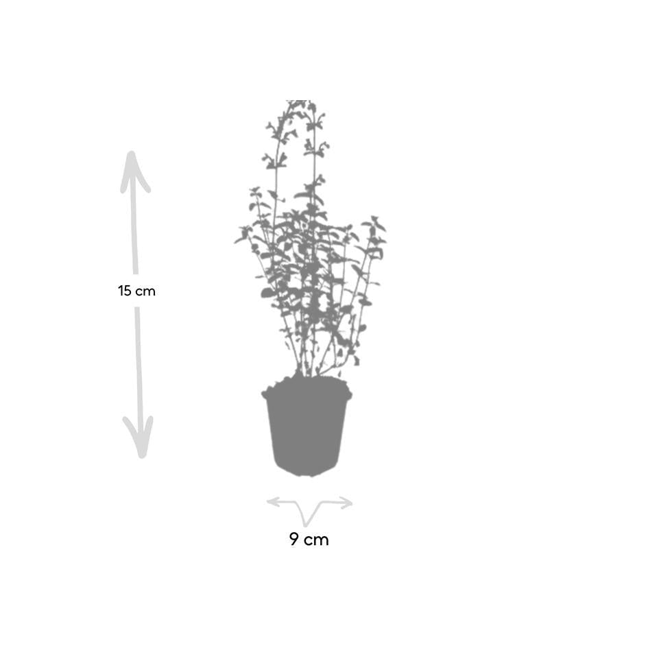Nepeta 'Walker's Low', groene bladeren