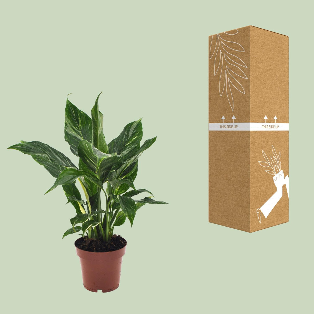 Spathiphyllum Diamond, kenmerkend blad