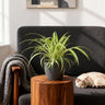 Chlorophytum comosum Variegatum