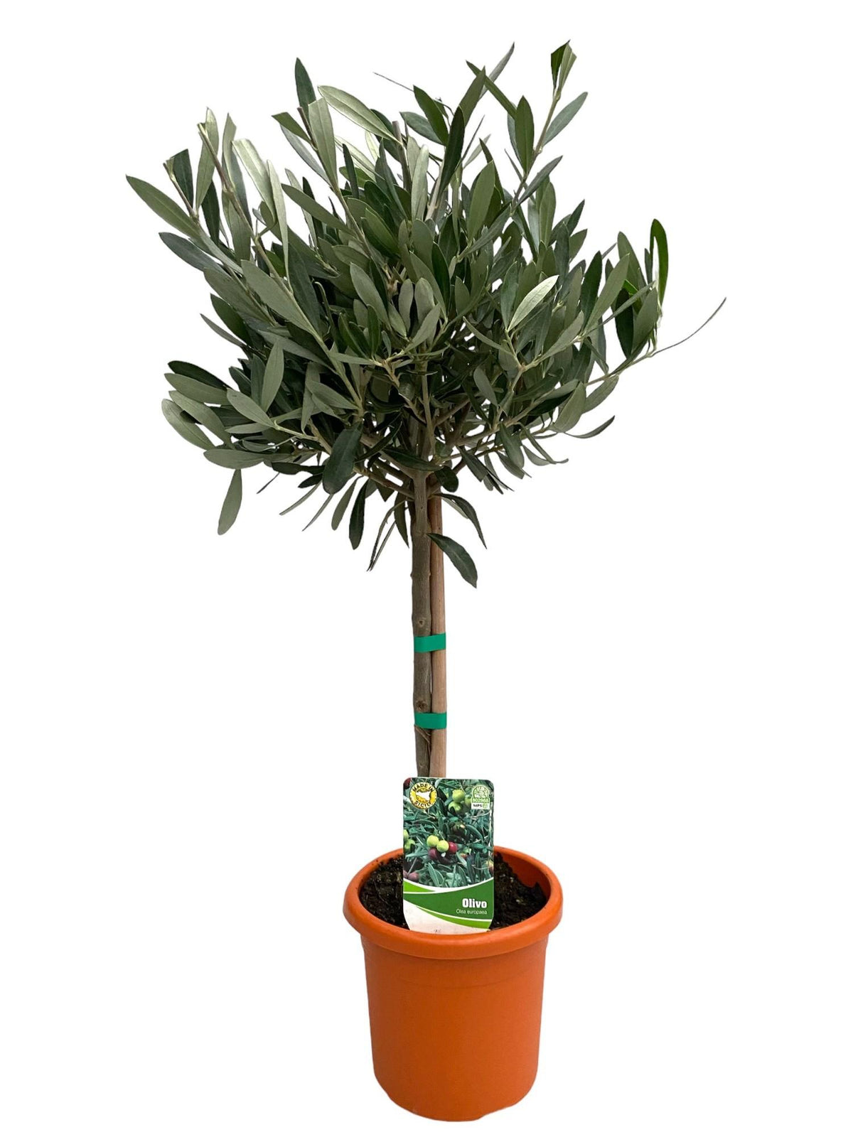 Olea Europaea "op Stam", plant in pot