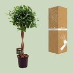 Detailfoto van Ficus Micr. Moclame