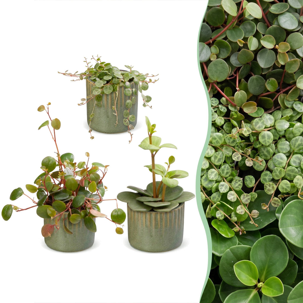 3x Baby Peperomia Mix