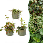 3x Baby Peperomia Mix