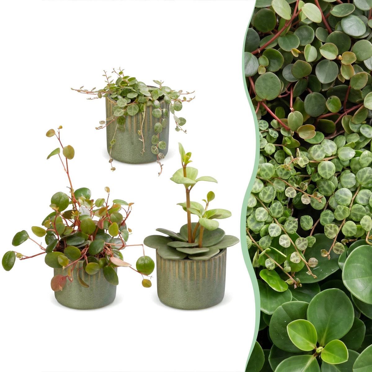3x Baby Peperomia Mix