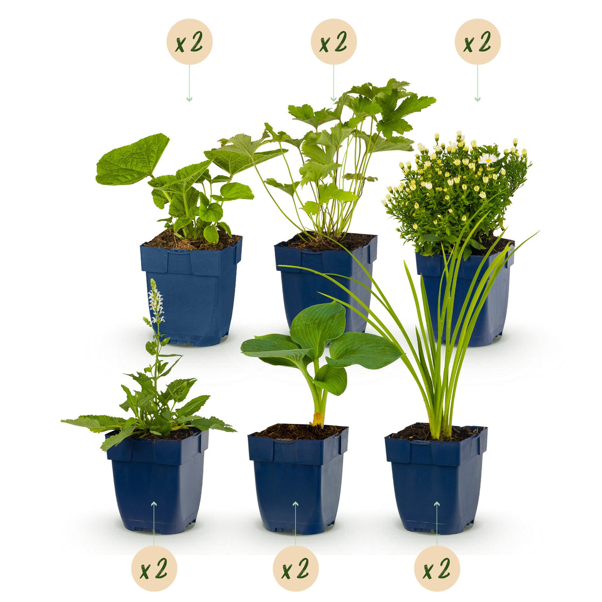 Borderpakket vaste planten, wit, detail van het blad