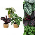 3x Baby Jungle Mix jonge kamerplanten