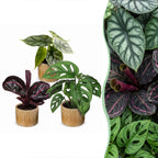 3x Baby Jungle Mix jonge kamerplanten