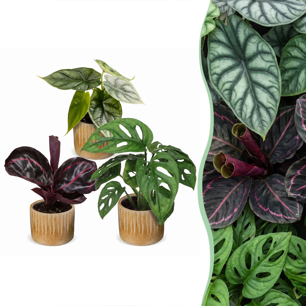 3x Baby Jungle Mix jonge kamerplanten
