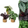 Baby jungle mix met Linnea Honey pot