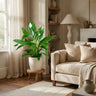Spathiphyllum met witte pot