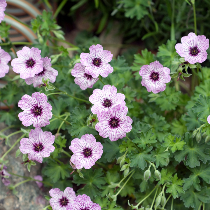 Geranium cin. &