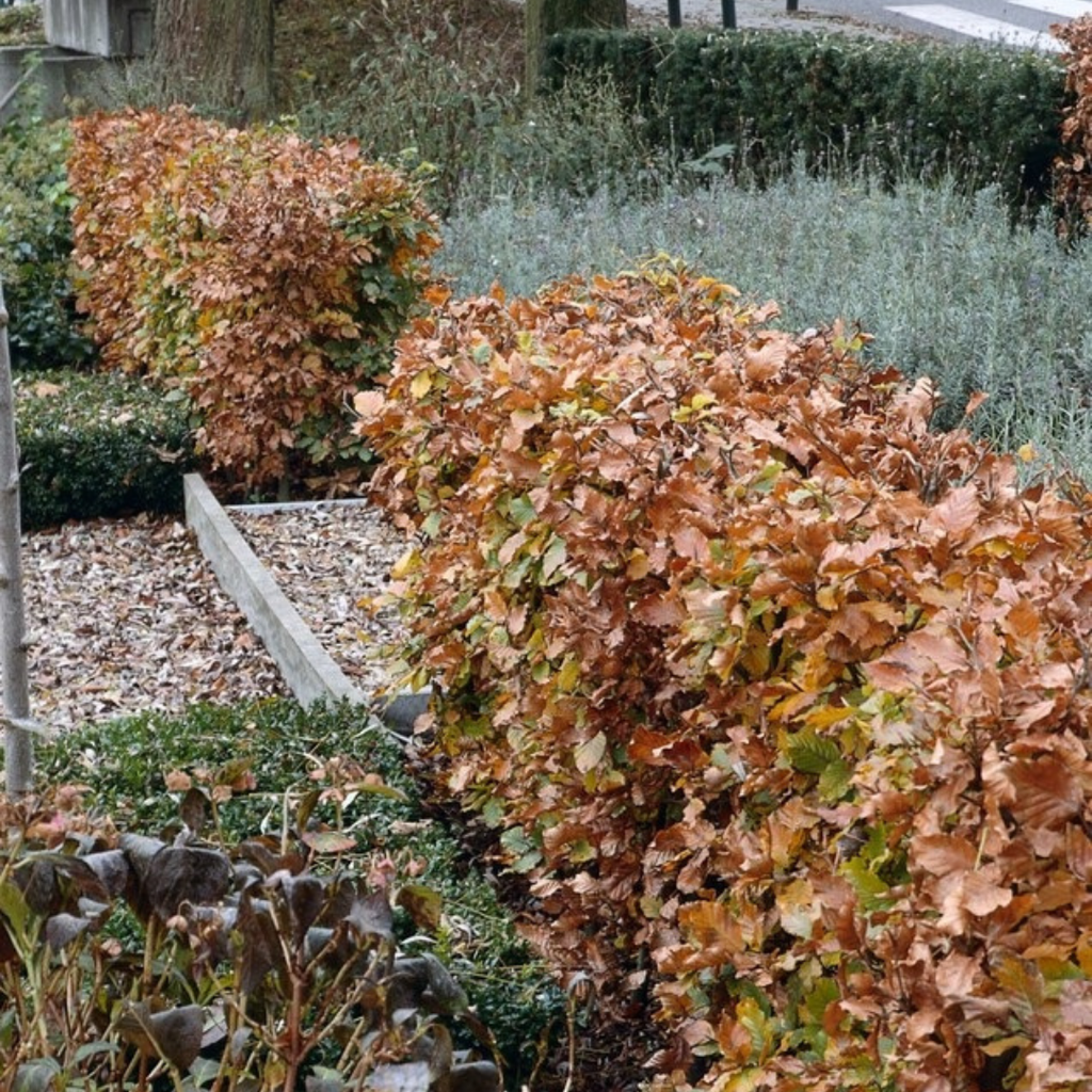 Beuk 50 stuks, minipallet, gezonde plant
