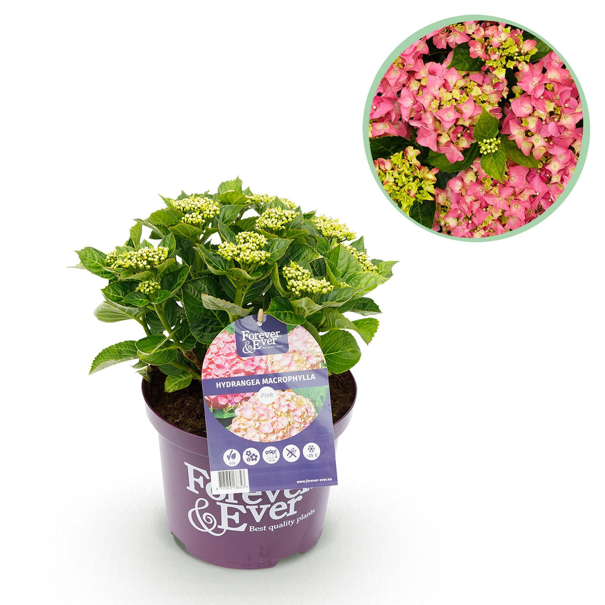 Hortensia Hydrangea Forever & Ever roze, detail van het blad