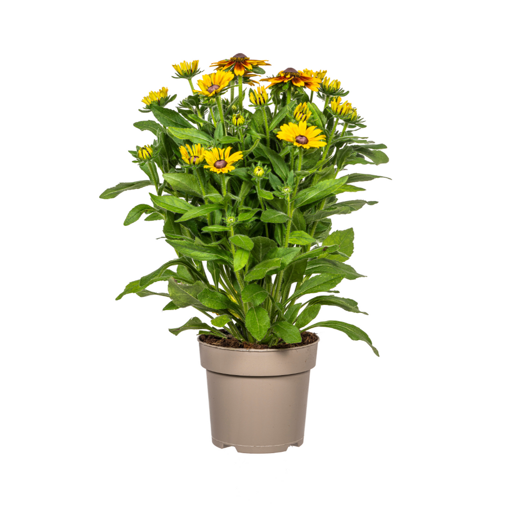 Rudbeckia Summerina, plant in pot