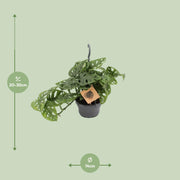 Monstera Monkey