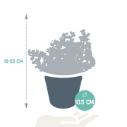 Portulacaria afra Variegata