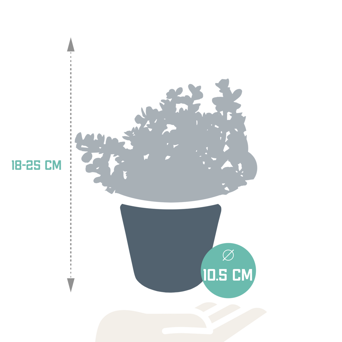 Productafbeelding van Pureplant