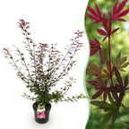 Japanse esdoorn Shaina, compacte boom met dieprood blad, plant in pot