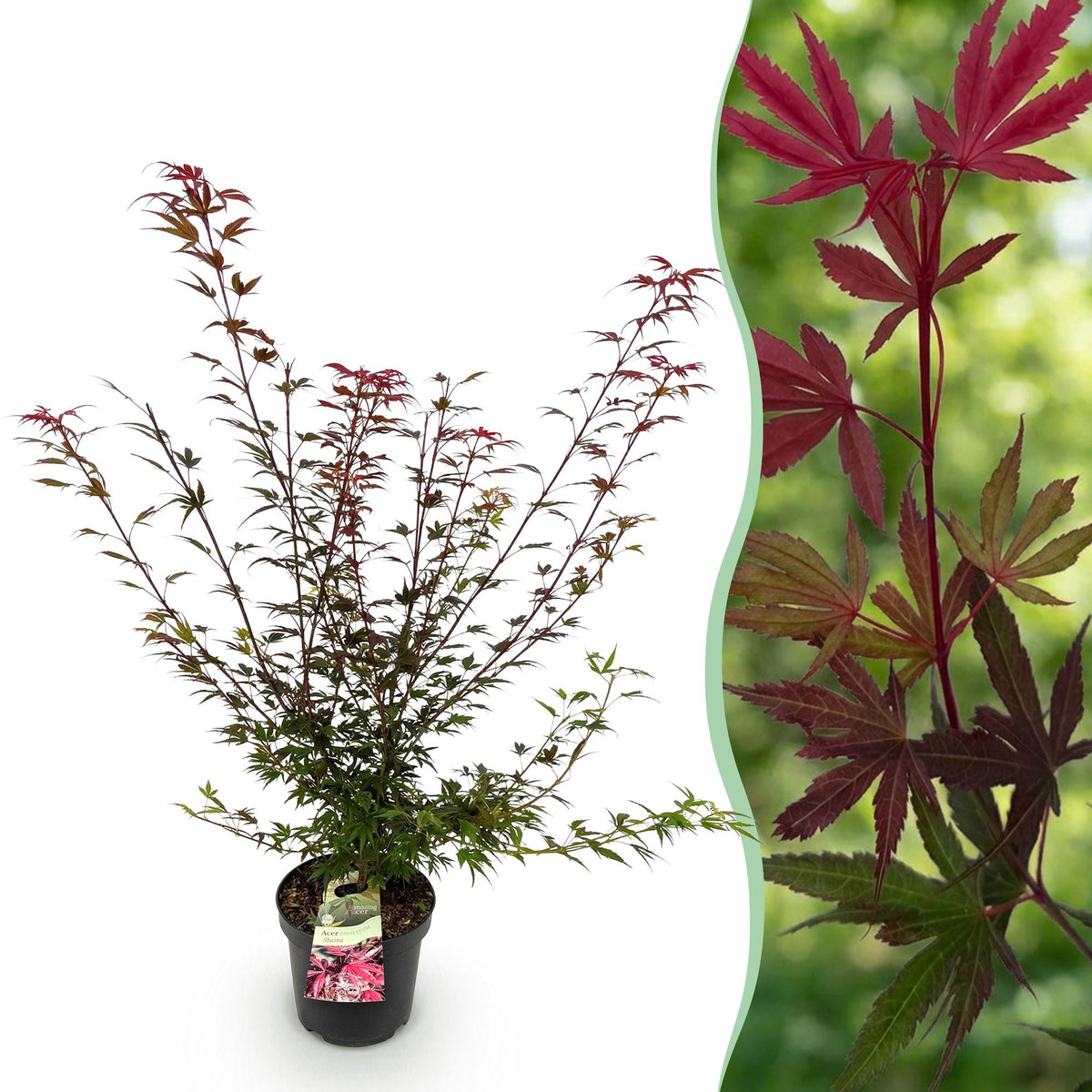 Japanse esdoorn Shaina, compacte boom met dieprood blad, plant in pot