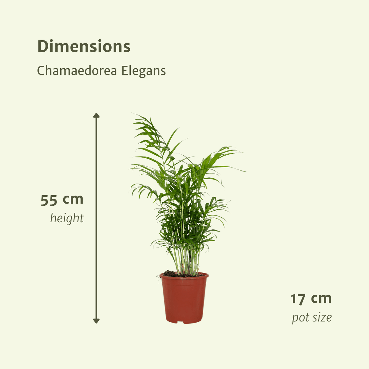Detailfoto van Chamaedorea Elegans (Mexicaanse Bergpalm) - 2 stuks