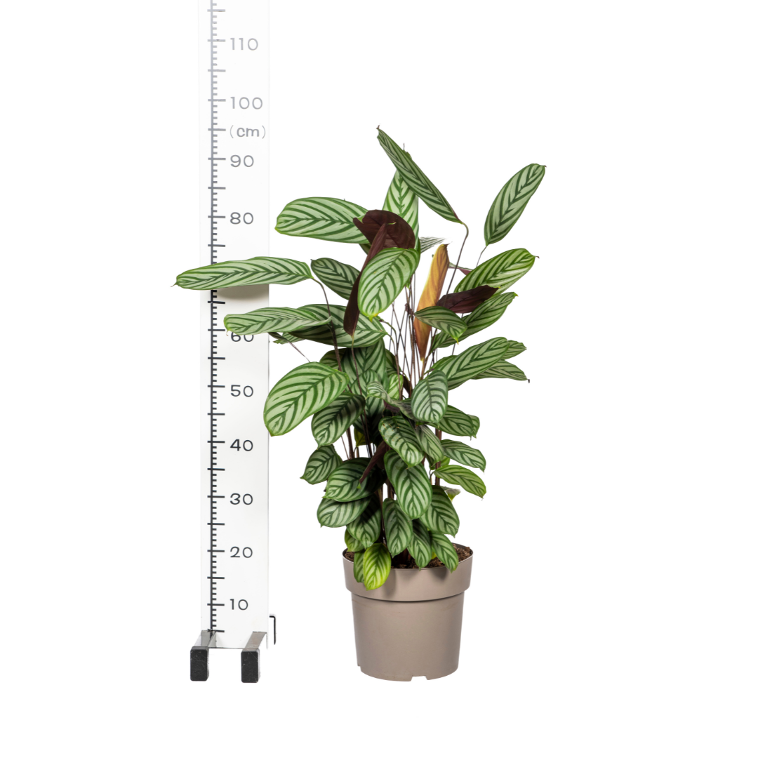 Calathea Oppenheimiana met mand, groene bladeren