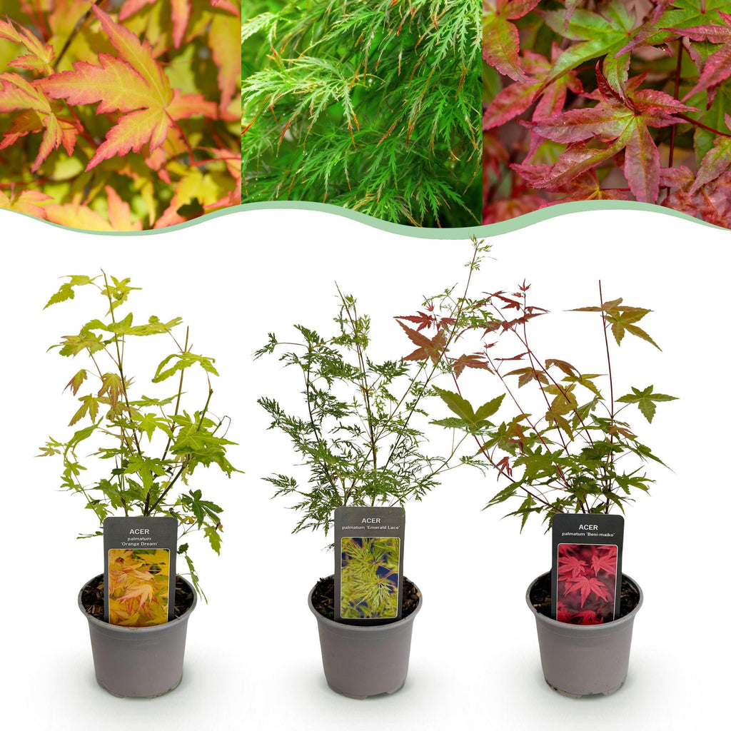 Acer palmatum Tricolour, groeiwijze van de plant