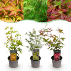 Acer palmatum Tricolour, groeiwijze van de plant